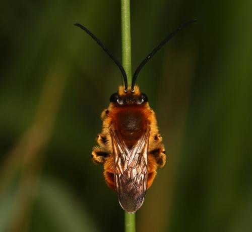 Réf. 282 437 : Eucera pollinosa